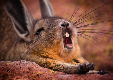 viscacha